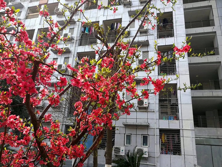 綿陽(yáng)南山中學(xué)是一所公辦的高中吧？