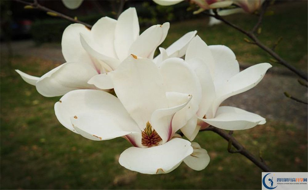 成都樹(shù)德中學(xué)博瑞實(shí)驗(yàn)學(xué)校電話號(hào)碼是多少？